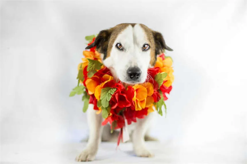 Why Do Dogs Hump? 5 Surprising Reasons & How to Stop It