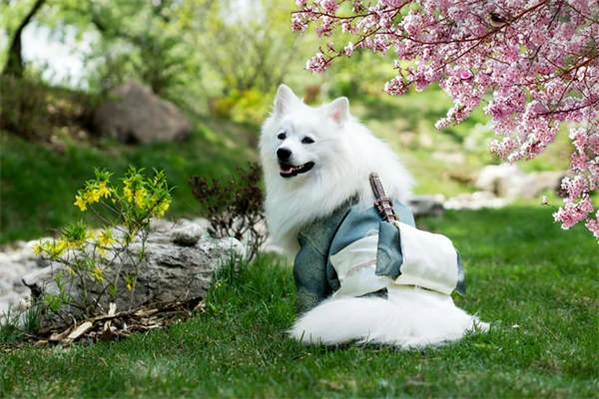 Dog Constipation: 5 Vet-Approved Solutions to Help Your Pup Poop