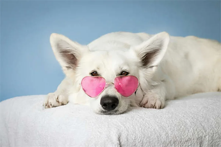 Dog Constipation: 5 Vet-Approved Solutions to Help Your Pup Poop