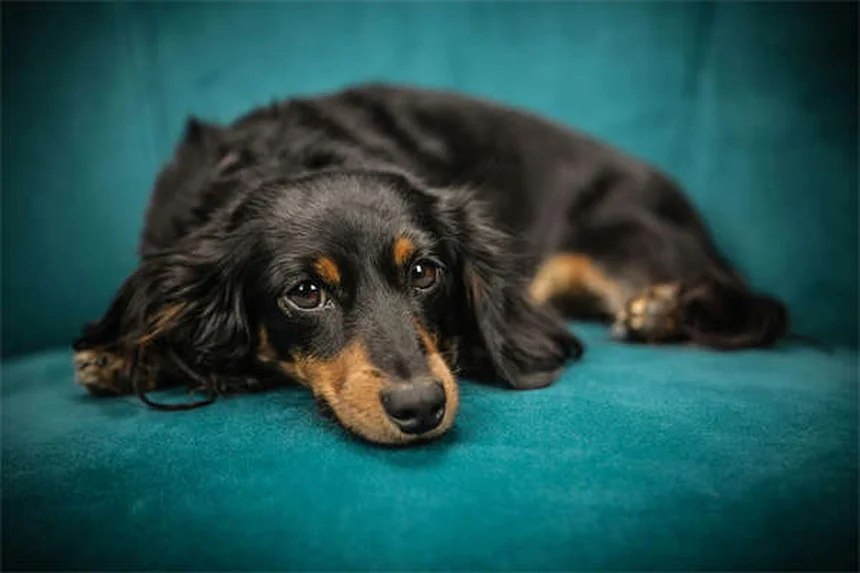 Dog Constipation: 5 Vet-Approved Solutions to Help Your Pup Poop