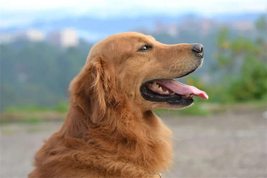 5 Best Home Remedies for Itchy Dogs (Vet-Approved Solutions)