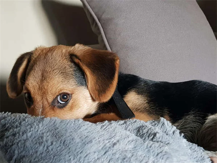 5 Best Home Remedies for Itchy Dogs (Vet-Approved Solutions)