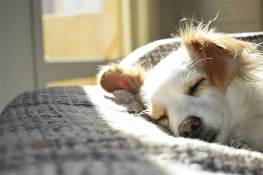 Are Flea Dips Safe for Cats? Vet-Approved Alternatives Explained