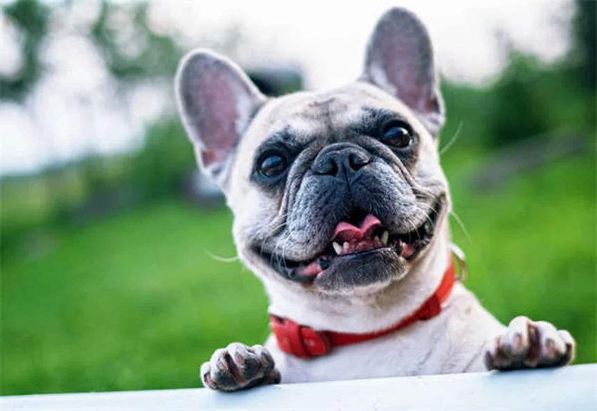 Are Flea Dips Safe for Cats? Vet-Approved Alternatives Explained