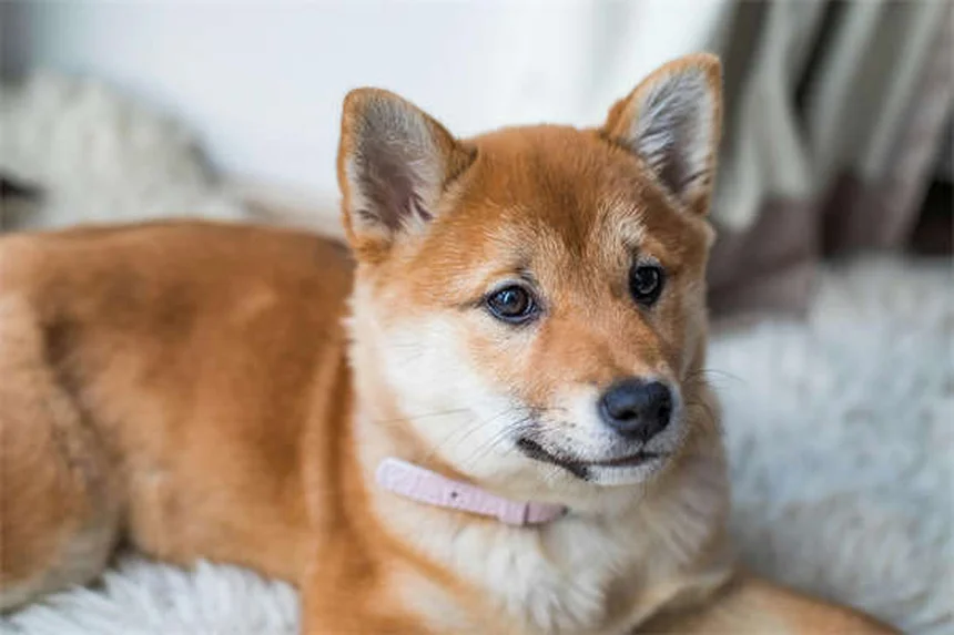 Furosemide for Dogs: What Pet Owners Need to Know