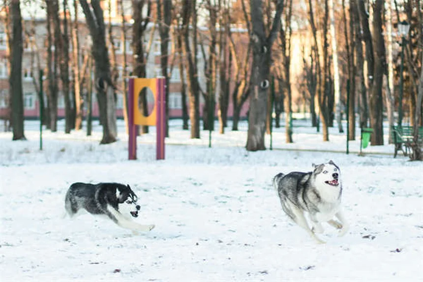 Furosemide for Dogs: What Pet Owners Need to Know
