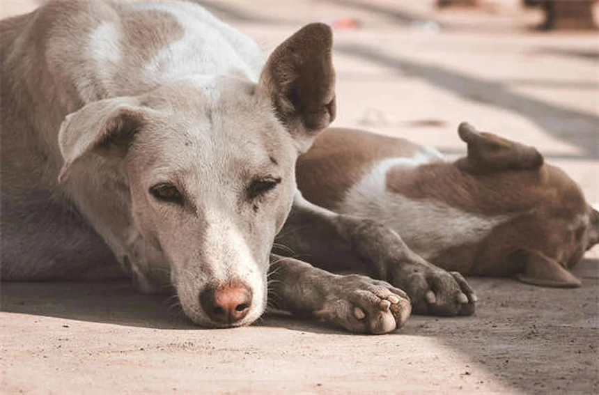 Furosemide for Dogs: What Pet Owners Need to Know