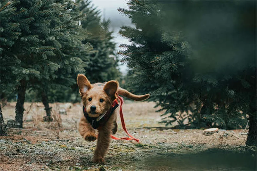 Rabies in Ferrets: Symptoms, Prevention & What to Do