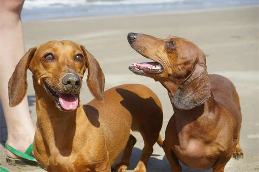 Clomicalm for Dogs: How It Helps Separation Anxiety & What to Expect