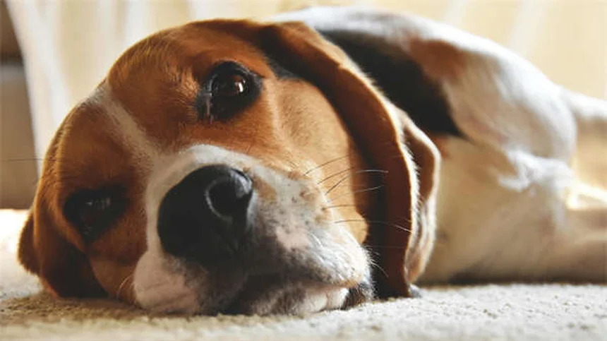 Dog Body Language: 5 Signs You're Misreading Your Pup