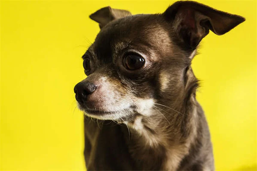 Why Do Dogs Hump? 5 Surprising Reasons & How to Stop It