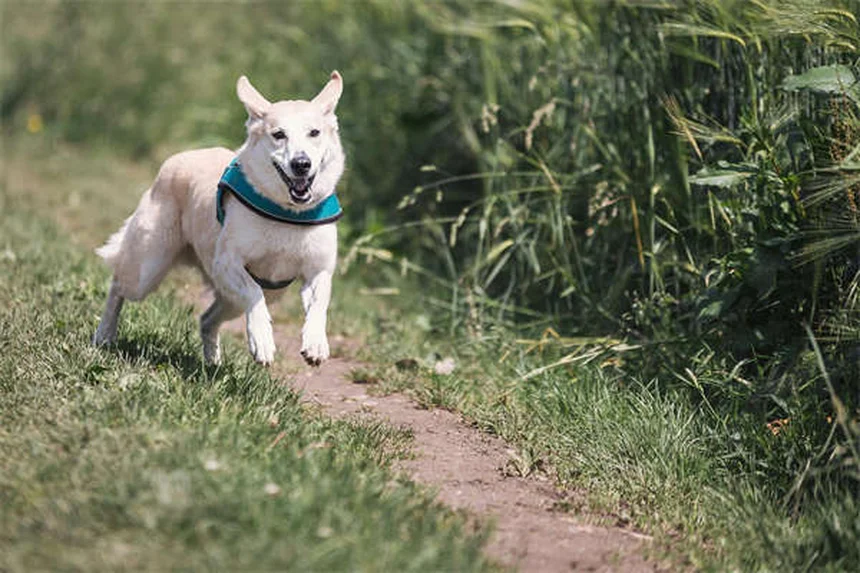 Left and Right-Sided Heart Failure in Ferrets: Symptoms & Treatment Guide