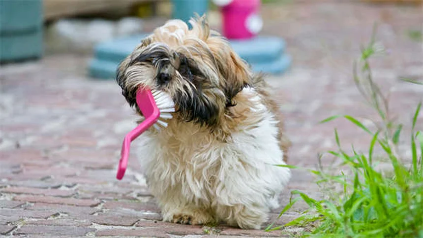 Best Dog Anxiety Medications: What Works & When to Use Them
