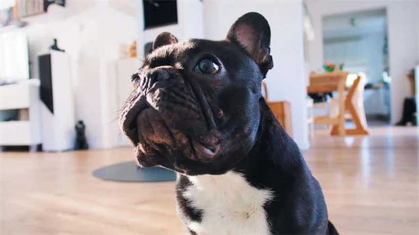Best Dog Anxiety Medications: What Works & When to Use Them