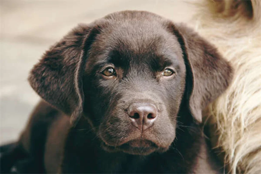 Best Dog Anxiety Medications: What Works & When to Use Them