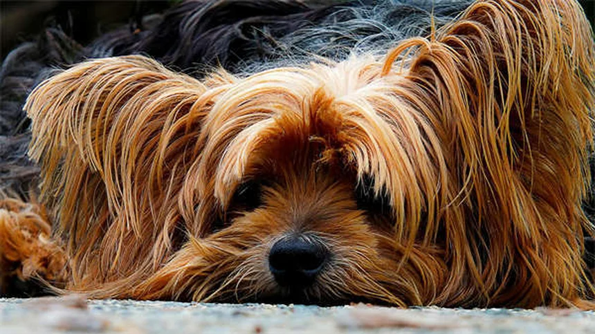 Benazepril for Dogs: Vet-Approved Uses, Dosage & Side Effects