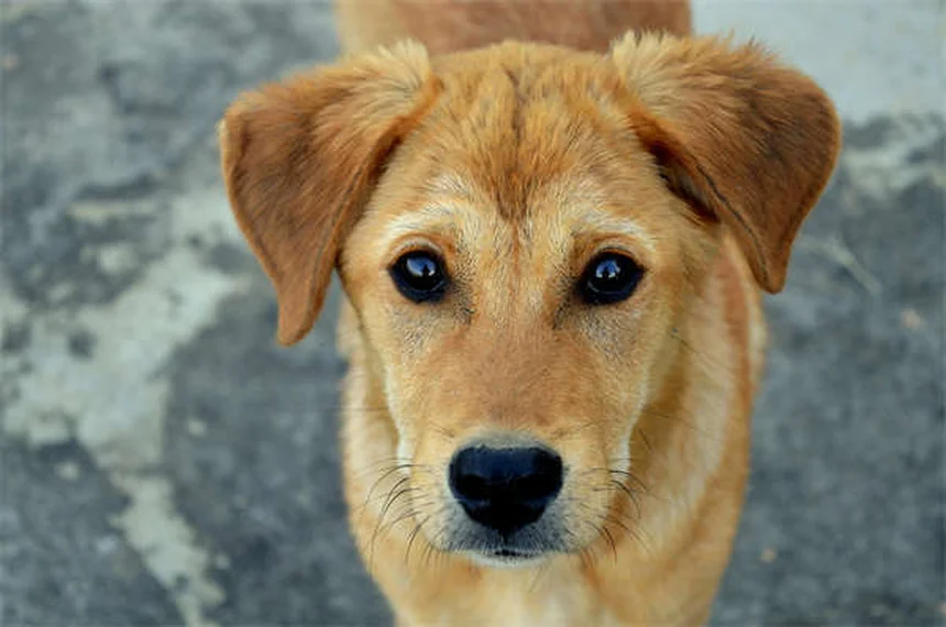 Benazepril for Dogs: Vet-Approved Uses, Dosage & Side Effects