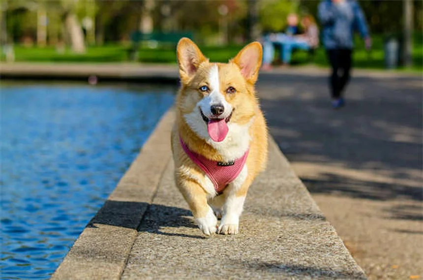 Lone Star Tick Dangers: 5 Must-Know Facts for Pet Owners