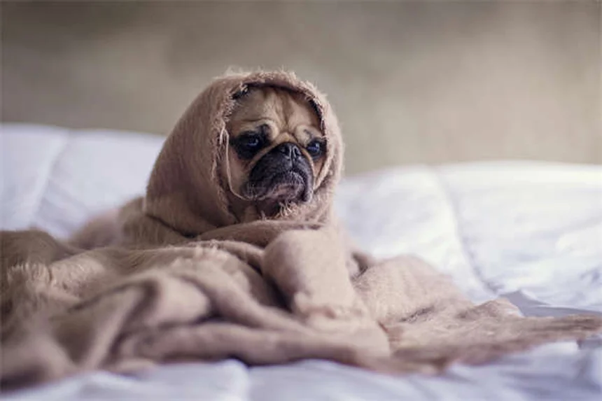 Lone Star Tick Dangers: 5 Must-Know Facts for Pet Owners