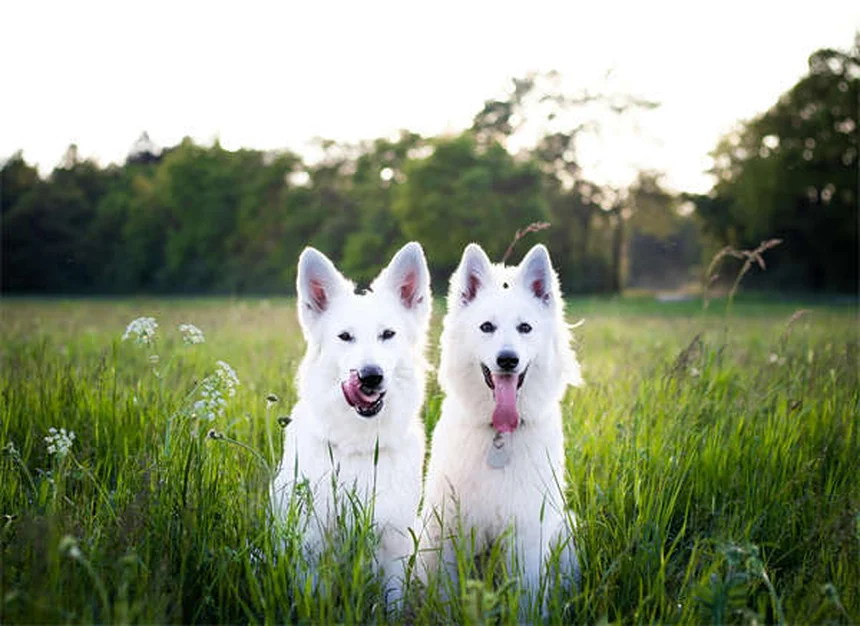 Why Is My Puppy Not Growing? 5 Common Causes of Stunted Growth