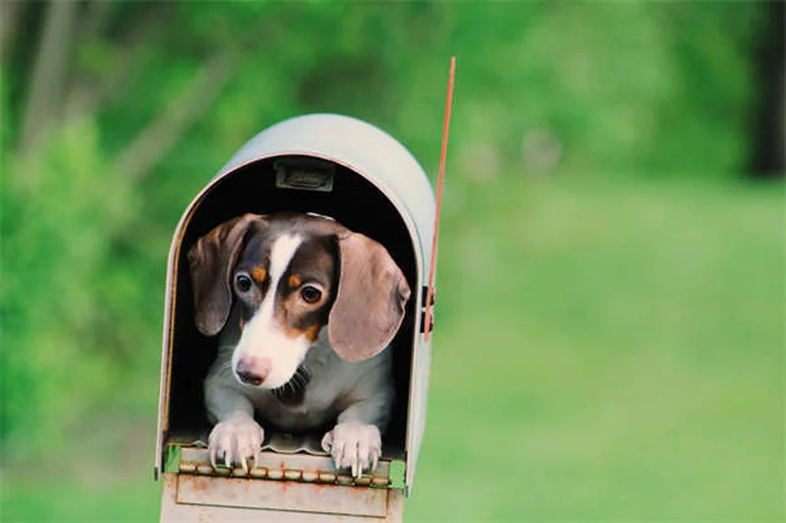 Why Is My Puppy Not Growing? 5 Common Causes of Stunted Growth