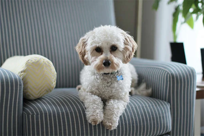 Why Is My Puppy Not Growing? 5 Common Causes of Stunted Growth
