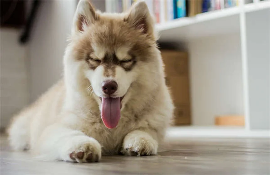 Puppy Weaning 101: Your Complete Guide to Transitioning from Milk to Solid Food