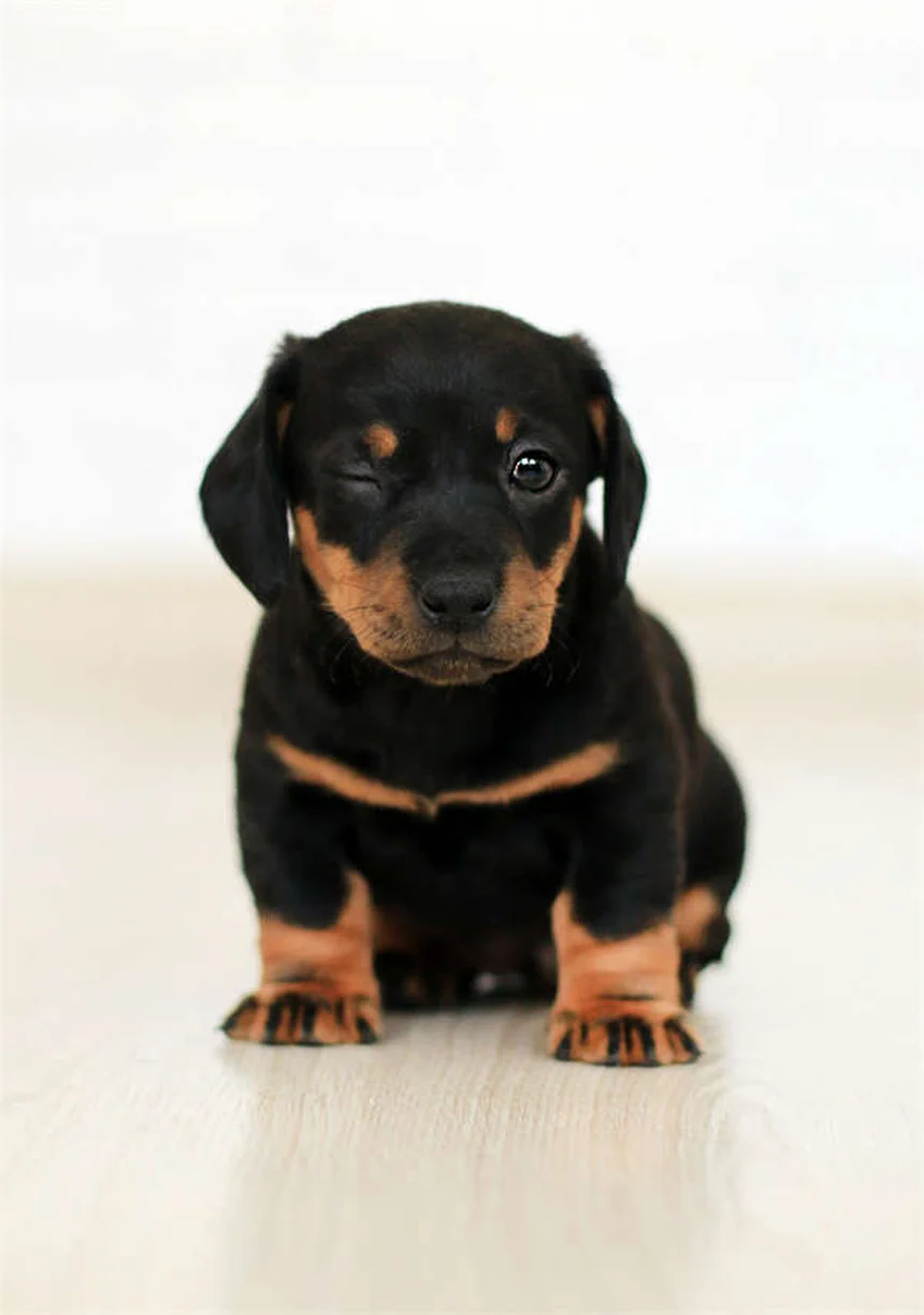 Puppy Weaning 101: Your Complete Guide to Transitioning from Milk to Solid Food