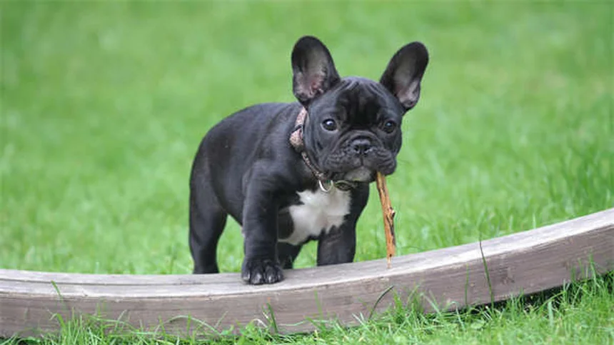 Puppy Weaning 101: Your Complete Guide to Transitioning from Milk to Solid Food