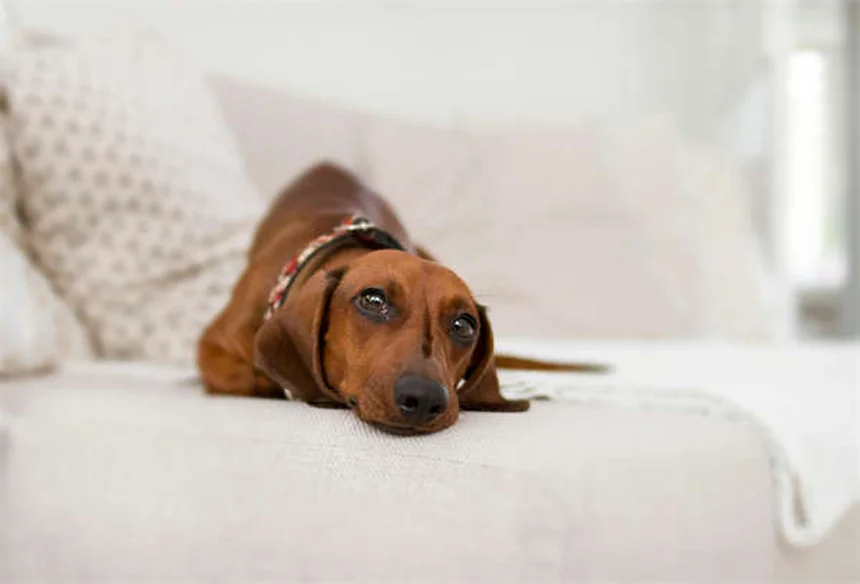 Cat Lumps and Bumps: What Every Pet Parent Needs to Know