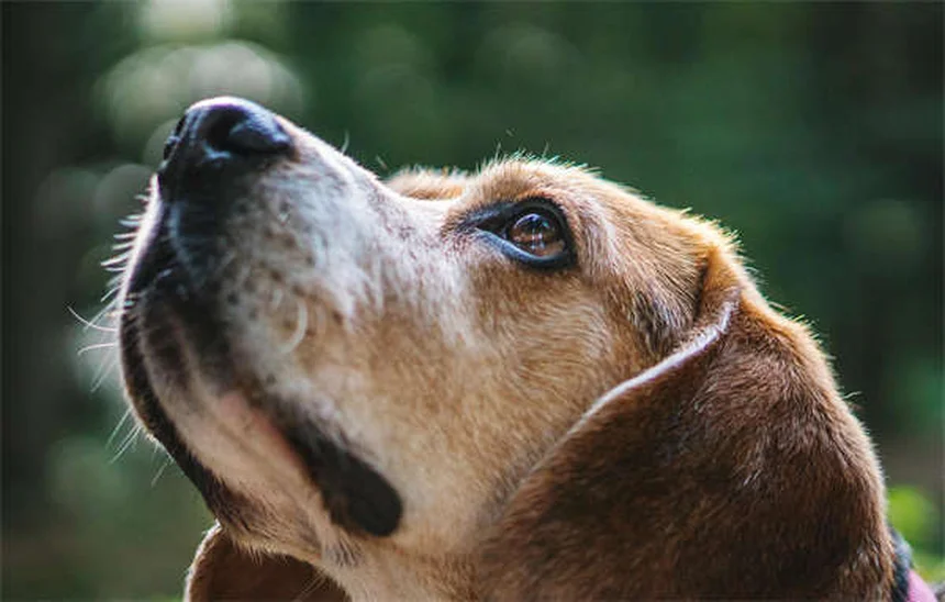 Cat Lumps and Bumps: What Every Pet Parent Needs to Know