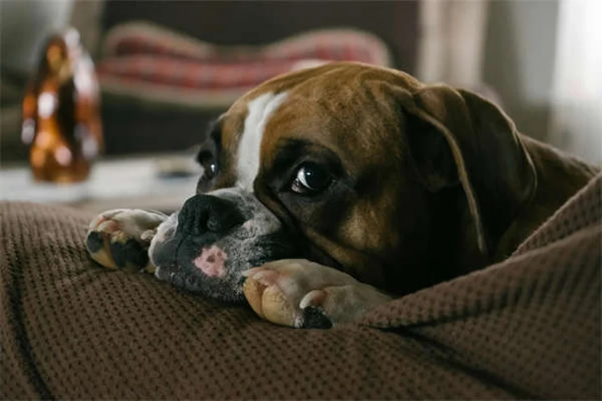 Benadryl for Dogs: Safe Dosage & When to Use It