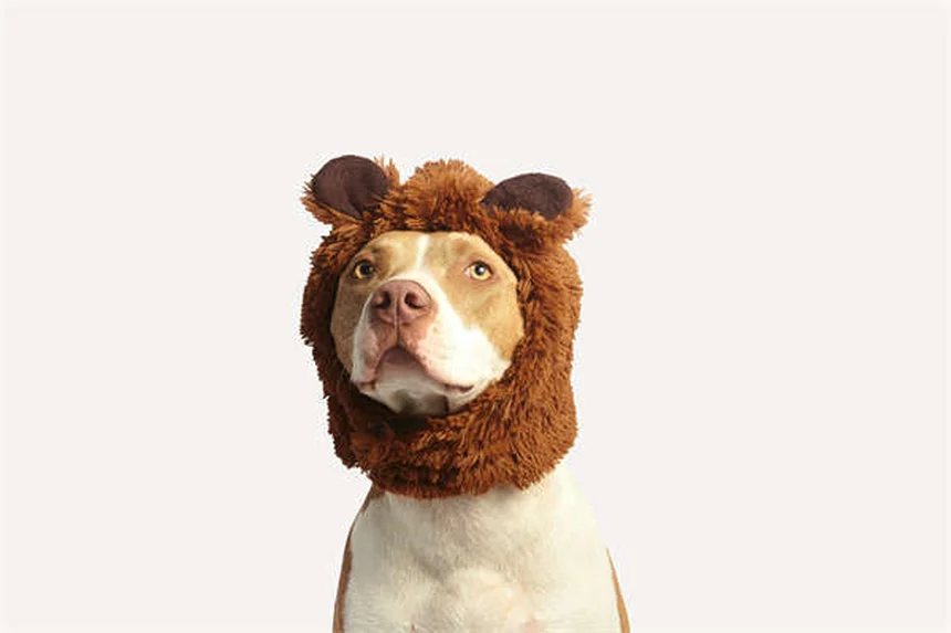 Benadryl for Dogs: Safe Dosage & When to Use It