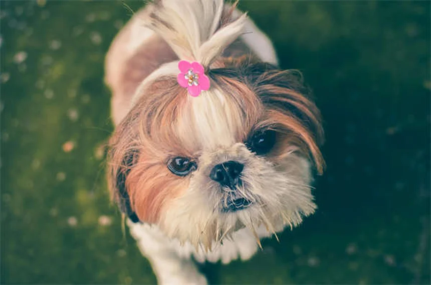 Benadryl for Dogs: Safe Dosage & When to Use It