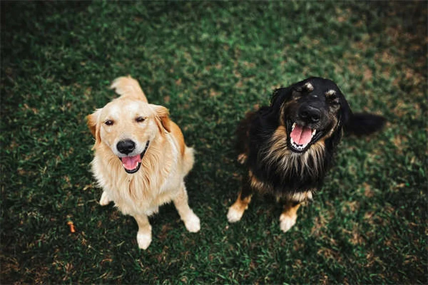 Dog Urine Crystals: What Every Pet Owner Needs to Know