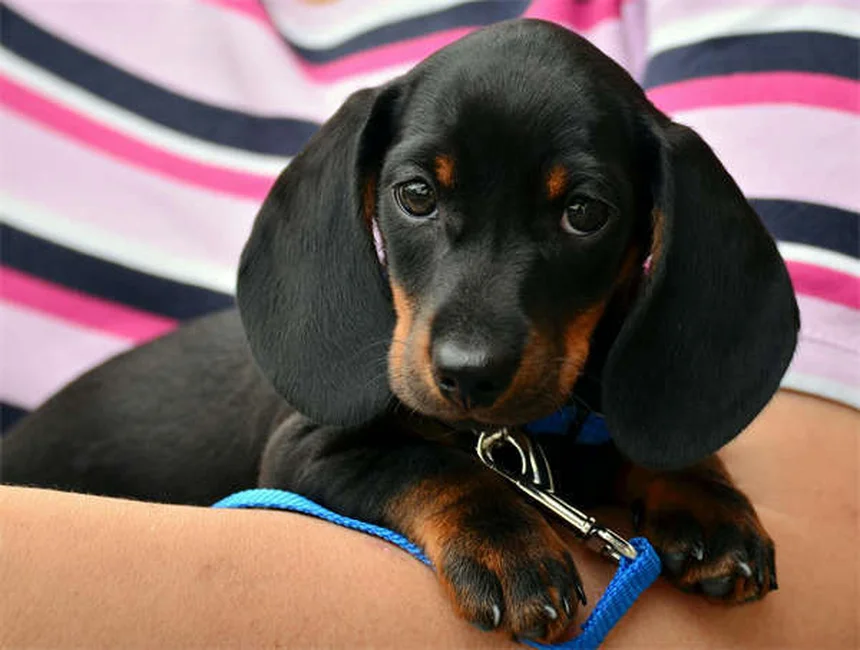 Dog Urine Crystals: What Every Pet Owner Needs to Know