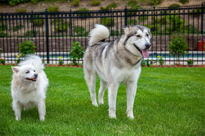 15 Heartfelt Ways to Memorialize Your Beloved Pet