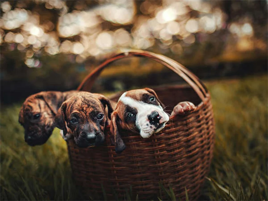 15 Heartfelt Ways to Memorialize Your Beloved Pet
