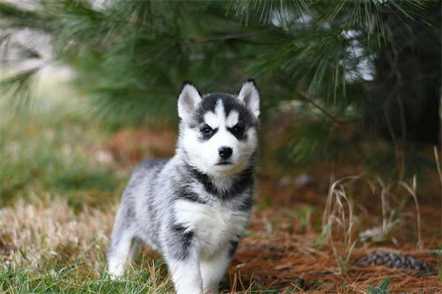 Why Do Dogs Stare at You? 5 Surprising Reasons Explained