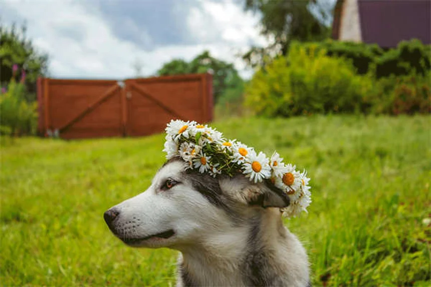 Why Do Dogs Stare at You? 5 Surprising Reasons Explained