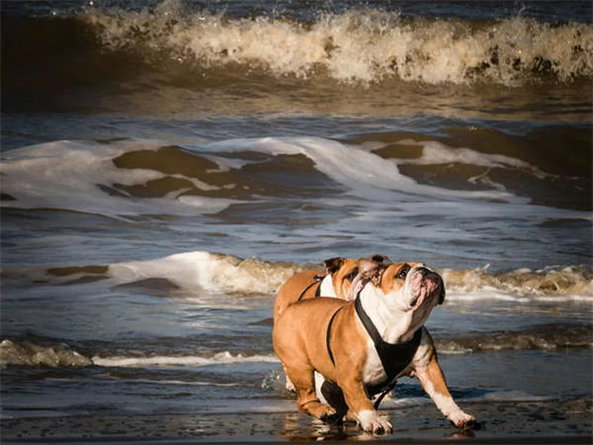 5 Best Dog Aging Supplements to Boost NAD+ for Senior Pets