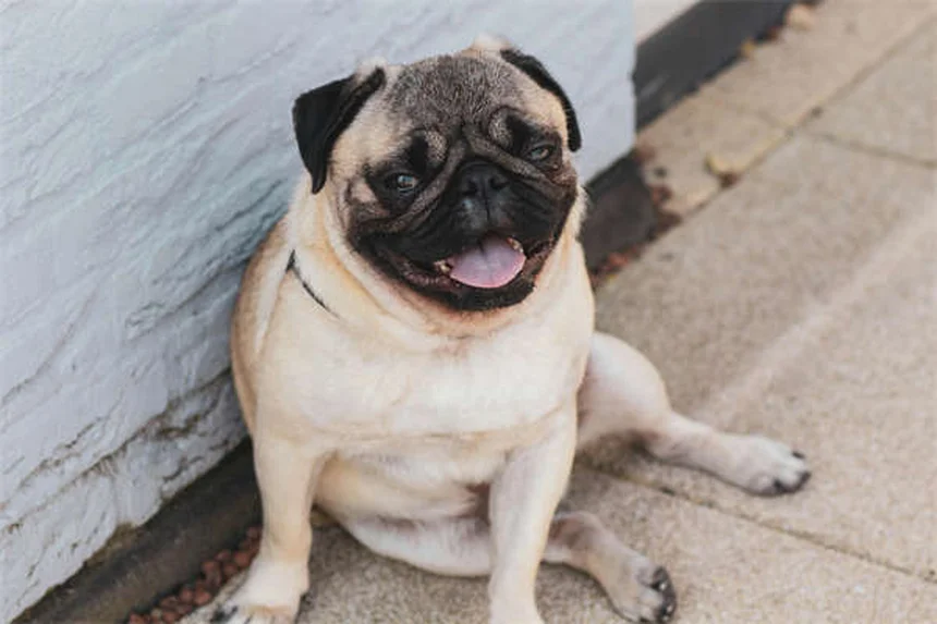 Dog Weight Loss: 5 Vet-Approved Tips to Help Your Pup Shed Pounds
