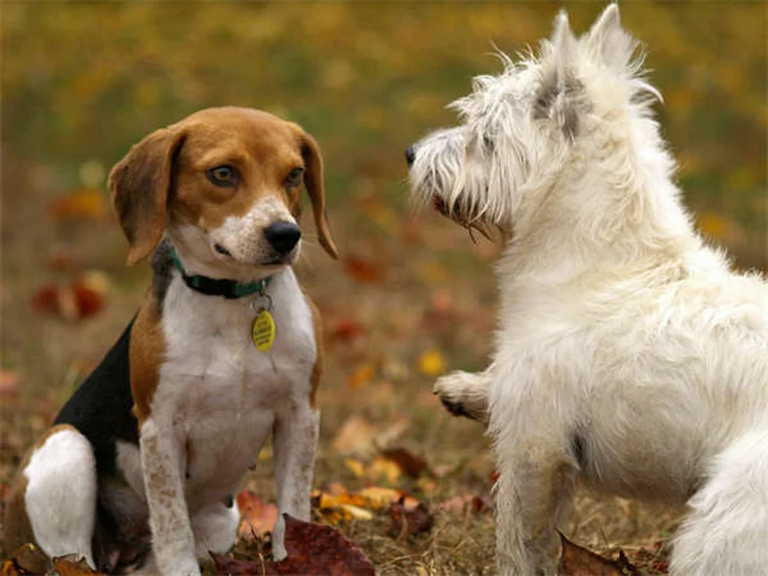 Dog Weight Loss: 5 Vet-Approved Tips to Help Your Pup Shed Pounds