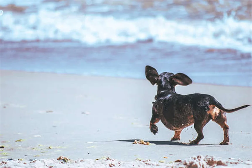Why Do Dogs Growl? 5 Surprising Reasons & How to Respond
