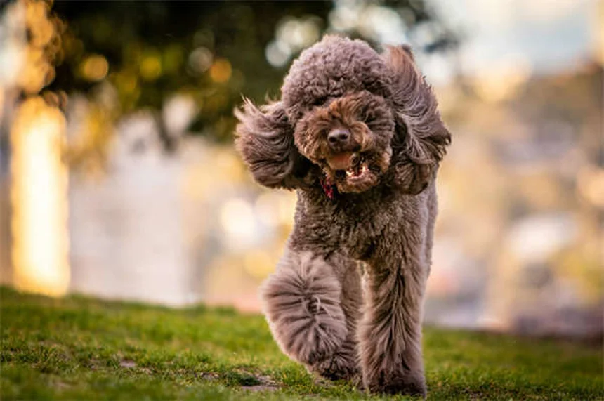 Oatmeal Bath for Dogs: 5 Simple Steps to Soothe Itchy Skin