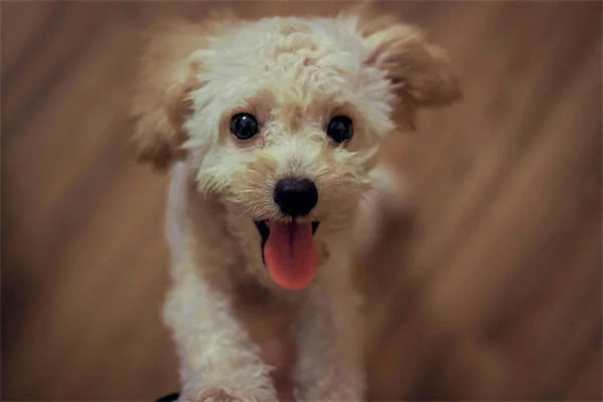 Dog Supplements: What You Need to Know for Your Pup's Health