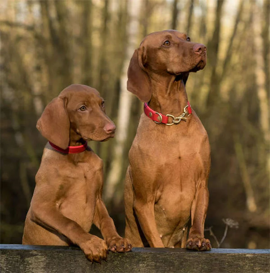Dog Supplements: What You Need to Know for Your Pup's Health