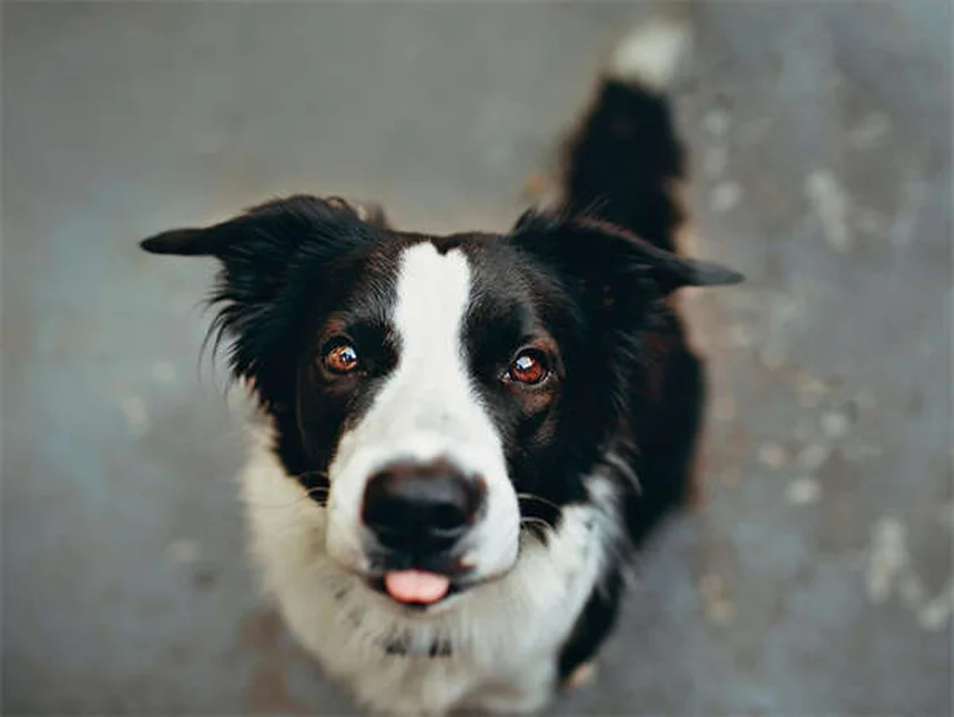 Dog Supplements: What You Need to Know for Your Pup's Health