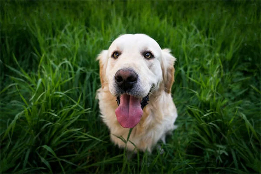 How to Get Rid of Fleas on Rabbits: Safe & Effective Solutions