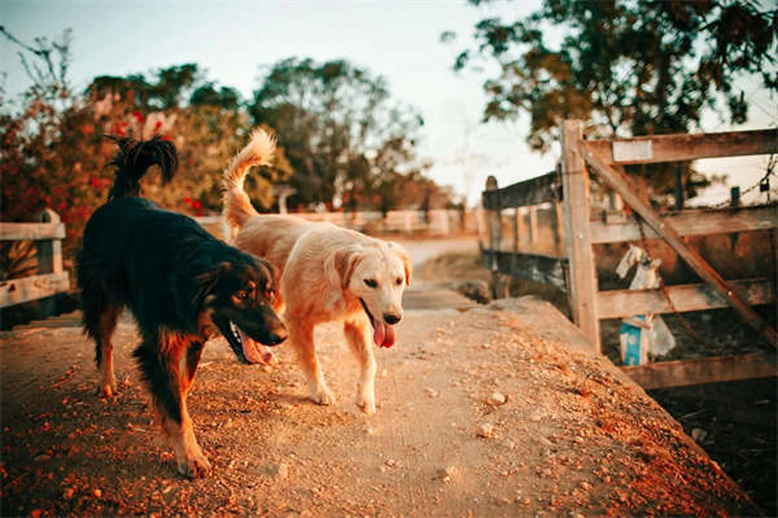 How Dogs and Cats Boost Your Heart Health (Science-Backed Benefits)